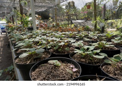 Small Begonia Seeds Found In Ornamental Plant Gardens