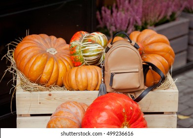 Small Beige Bagpack On Pumpking Background .