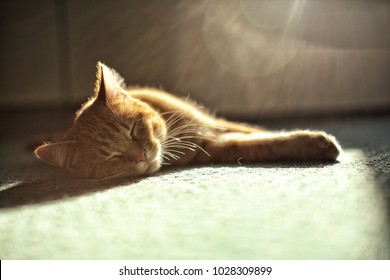 Small Beige Cat Sleeping On Greenish Carpet With Sun Beams Above