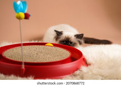 A Small Beige Colored Ragdoll Baby Kitten Cat Playing With A Red Toy Circle, Lurking Ready To Attack