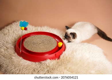 A Small Beige Colored Ragdoll Baby Kitten Cat Playing With A Red Toy Circle, Lurking Ready To Attack