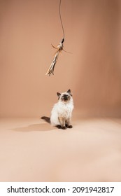 A Small Beige Colored Ragdoll Baby Kitten Cat Playing With Toy And Food On A Peach Colored Seamless Background