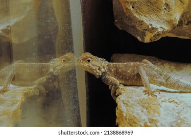 Small Beige Lizard Slowly Crawling On Stone In Terrarium - Close Up Side View. Herpetology, Zoology, Pet And Reptile Concept