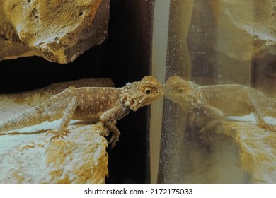 Small Beige Lizard Slowly Crawling On Stone In Terrarium - Close Up Side View. Herpetology, Zoology, Pet And Reptile Concept