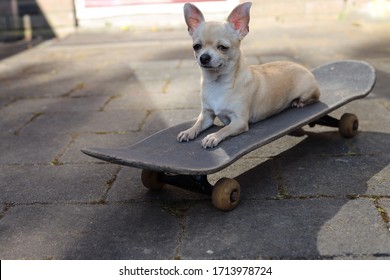 A small beige mini chihuahua dog riding on skateboard