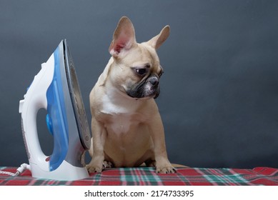 A Small Beige Puppy Of French Bulldog Breed Dog With Funny Muzzle Sits Next To A Blue Electric Iron Nearby A Black Background And Looking To The Right. No People Studio Photography.