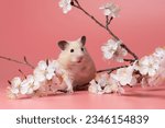 Small beige Syrian Hamster sits among cherry blossoms on a pink background. Spring portrait of a cute pet in studio. Happy rodent among white flowers. 