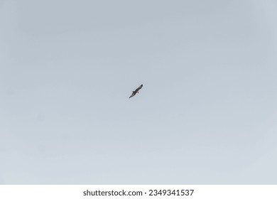 The small being flies to highest elevation