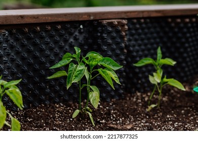 Small Bell Pepper Plant Growing In Raised Vegetable Garden Bed.