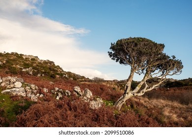 Small bent tree grows in a field by dry stone fence. Life in rough conditions concept. Connemara, Ireland. Wild nature scene. Irish landscape. Blue cloudy sky and red fern