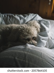 A Small Bichon Frise Resting On The Bed