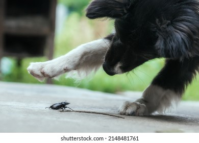 Small and big. Funny dog ​​and beetle, very funny scene. The dog is playing. Funny meeting, Rare unique photo. Feelings involved, talking and meeting animals