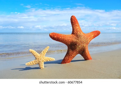 Small And Big Starfishes On The Beach.