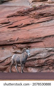 A Small Bighorn Sheep Family At The Mount Carmel Hwy In Zion NP, USA