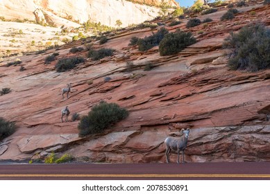 A Small Bighorn Sheep Family At The Mount Carmel Hwy In Zion NP, USA