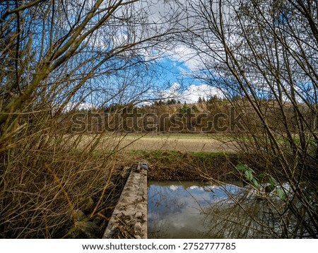 Small biotope at the edge of the forest in spring