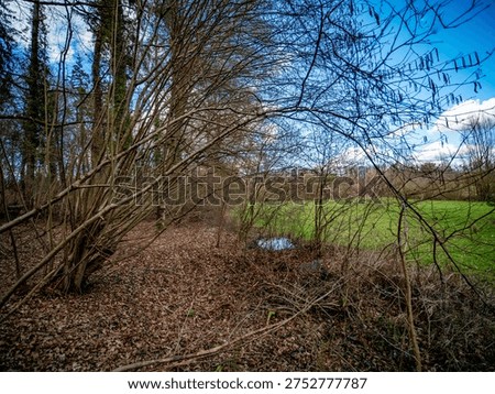 Small biotope at the edge of the forest in spring