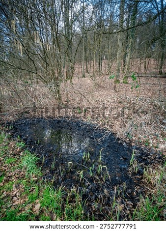 Small biotope at the edge of the forest in spring