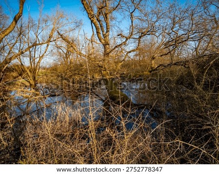 Small biotope at the edge of the forest in spring