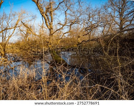 Small biotope at the edge of the forest in spring