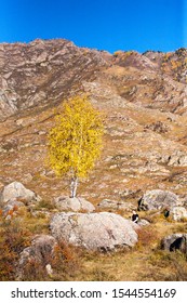 a small birch split a large stone and sprouted through it, autumn evening