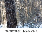 small bird