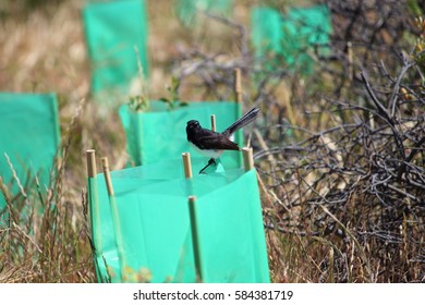 small bird 