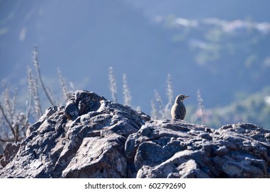 Small bird