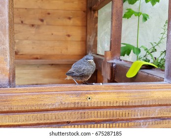 Small bird