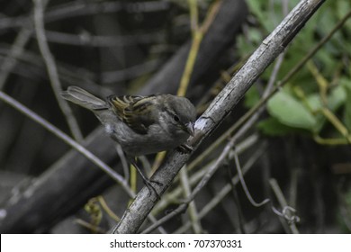 Small bird