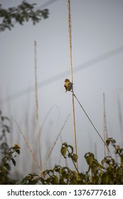 small bird alone