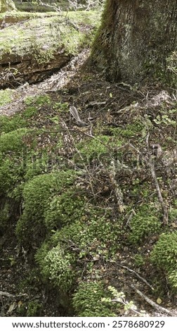 Similar – Image, Stock Photo Wagtail on a hiking trail