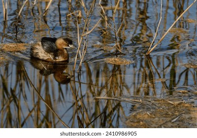 A small bird between branches 
