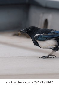 A small bird with blac