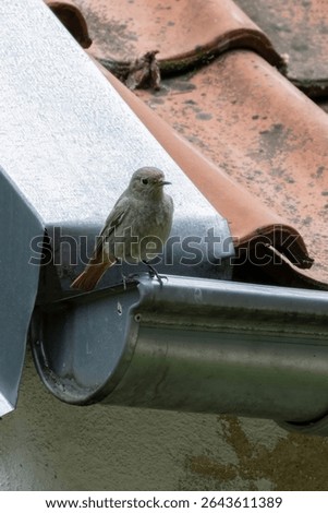 Small bird Black Redstart which is common in Europe gardens. Bird sits on old orange vintage roof 