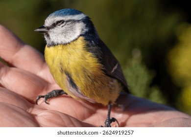 A small bird with blue and yellow feathers is perched on a person's hand. The bird appears to be looking down, possibly at the person's hand. Concept of connection and curiosity between the bird