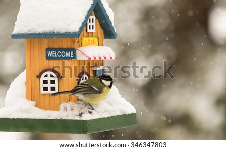 Small bird by a feeding house