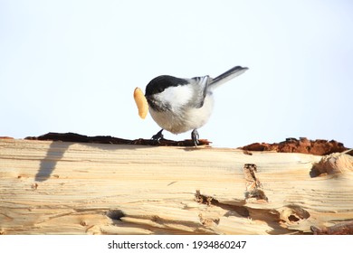 A Small Bird Caught A Bark Beetle Larva.  Russia, Buryatia, Bauntovsky District.