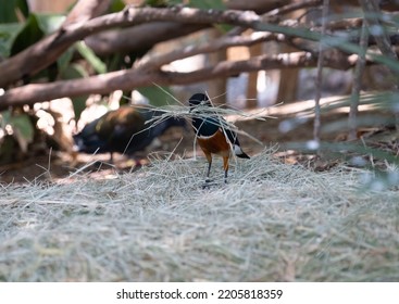 Small bird constructing a nest.