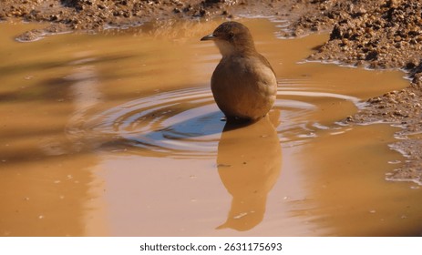 small bird cooling off in a puddle formed by rainwater