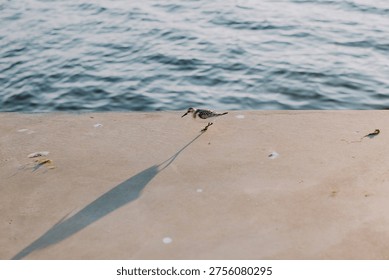 Small bird creating a long shadow while walking on a concrete surface next to the calm ripples of water