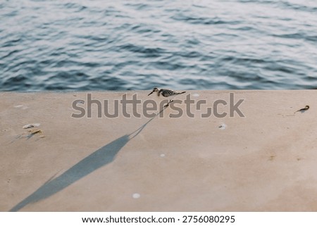 Small bird creating a long shadow while walking on a concrete surface next to the calm ripples of water