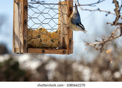 Small Bird Eating Suet