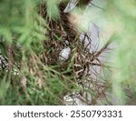 Small bird egg in nest. The nest in which a bird lays eggs and hatches young.