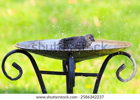 A small bird enjoying a refreshing bath in a garden birdbath with water splashing around.