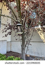 A Small Bird Feeder Filled With Mixed Seed Is Hung On An Ornamental Tree With Purple Leaves.