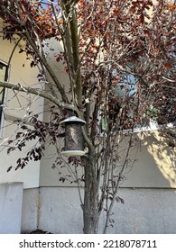 A Small Bird Feeder Filled With Mixed Seed Is Hung On An Ornamental Tree With Purple Leaves.