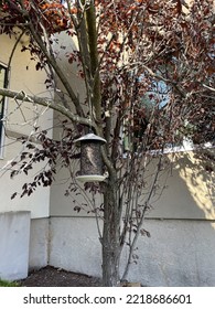 A Small Bird Feeder Filled With Mixed Seed Is Hung On An Ornamental Tree With Purple Leaves.