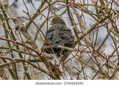 Small bird fluffed up in dense branches during cold weather