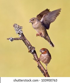 Small Bird Flying